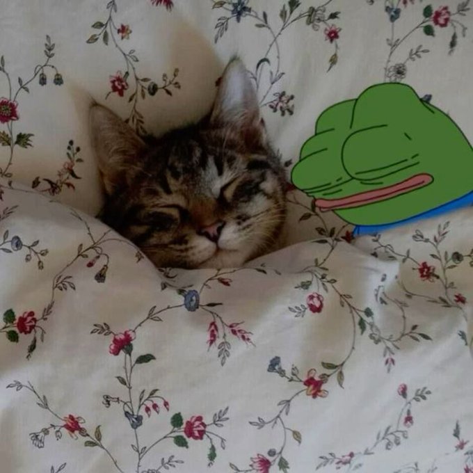 A tabby cat with sleepy eyes peeking out from floral bedding, with a cartoon Pepe the Frog edited into the image.