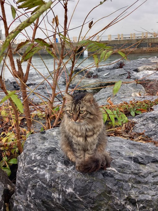 A fluffy tabby cat sits on a gray rock by a waterfront, surrounded by green plants with a bridge visible in the background.