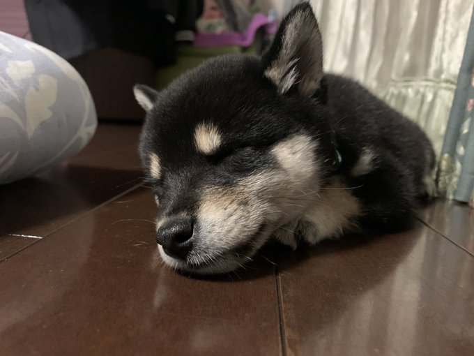 A black and tan Shiba Inu puppy rests peacefully with its eyes closed on a wooden floor, embodying the adorable "puppy stage" the post encourages others to capture.