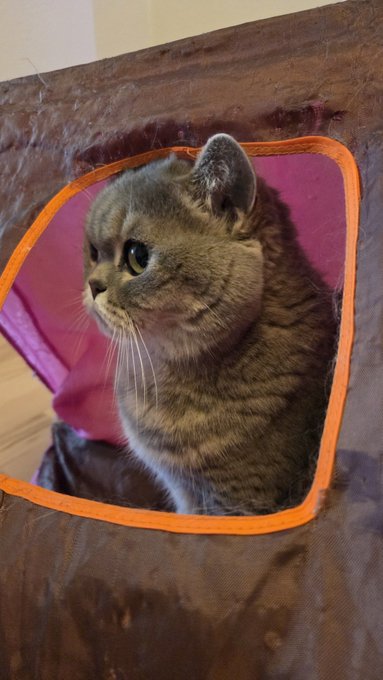 A tabby cat with a sad expression peeking out from a hexagonal opening in a brown pet play tent with orange trim and pink interior.