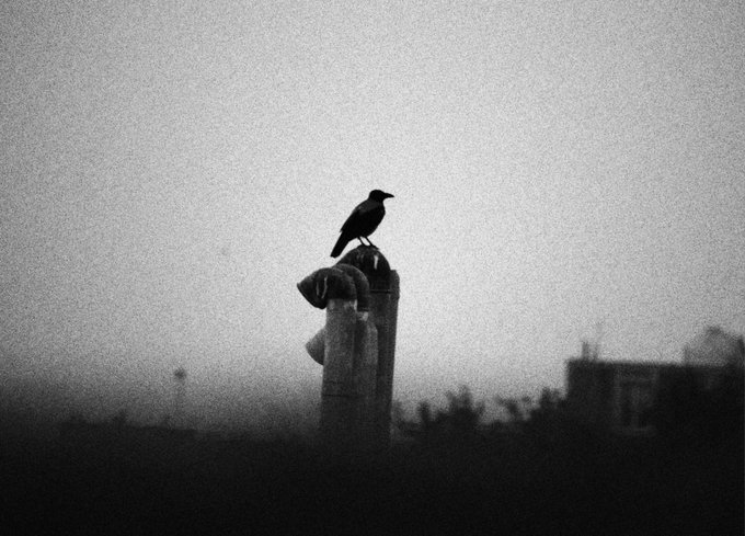 A crow perches atop a weathered stone pillar in a grainy, monochromatic scene, evoking a solitary sentinel overlooking distant rooftops through a misty, desaturated landscape. The stark silhouette and haunting atmosphere mirror the rarity and quiet exclusivity of owning a one-of-a-kind piece in your collection.
