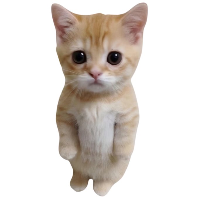 A cute orange and white tabby kitten standing on its hind legs against a plain white background.