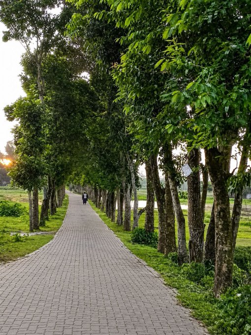 A scenic tree-lined brick pathway at sunset, with a person walking in the distance surrounded by lush green grass and foliage.