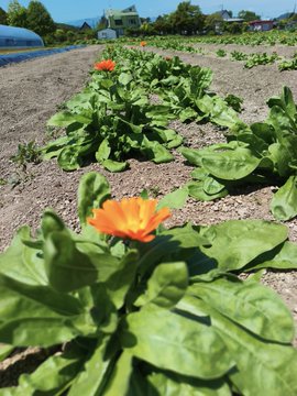 The image shows a garden with rows of plants, including flowers and vegetables such as spinach and chard. The focus is on a single flower that stands out among the other plants. The background features a house and trees, providing context for the outdoor setting. The caption at the bottom of the photo reads "#農業っPN #ヤギのお手伝いをもらっちゃいました スタート".
