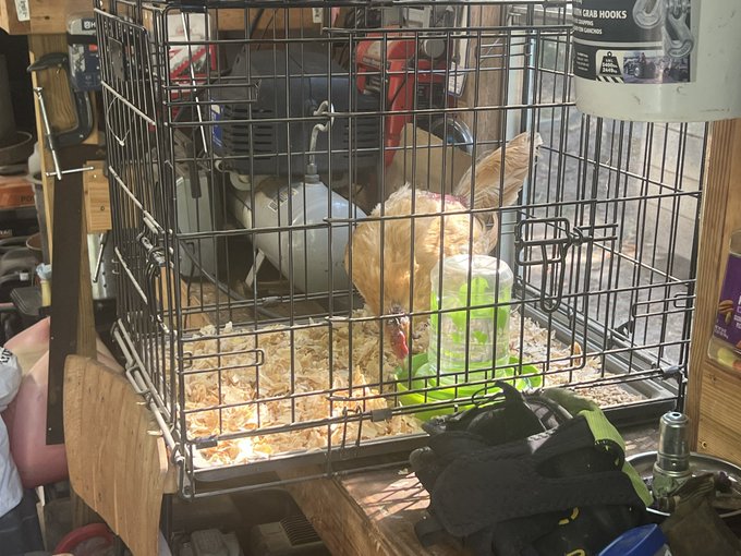 A chicken pecks at its food inside a wire cage in a cluttered workshop, with a nearby product labeled "METAL CARAB HOOKS" visible on a shelf. The image supports the post's excited announcement that the chicken is still alive.