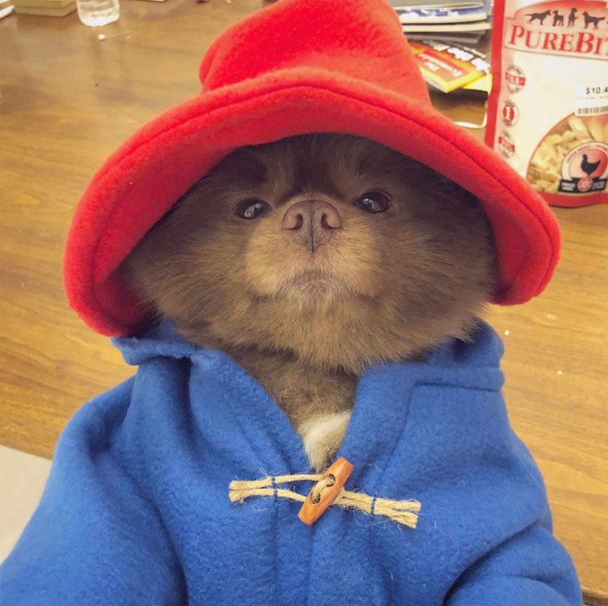 A small brown dog dressed in a red hat and blue fleece coat with a toggle closure, sitting near a bag of 'PUREBIT' pet food.