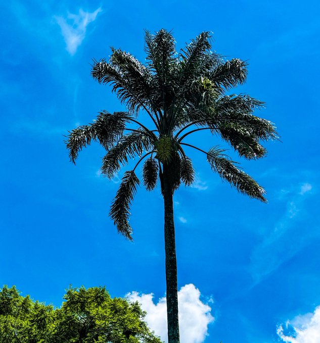 A tall palm tree silhouetted against a vivid blue sky with scattered white clouds, with green treetops visible at the bottom of the frame.