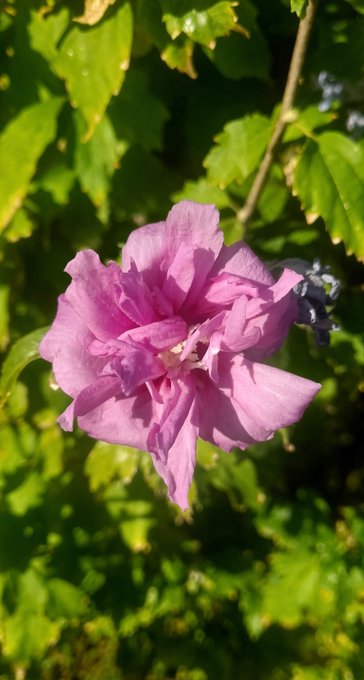 A bright pink double-bloom rose flower surrounded by lush green leaves in natural sunlight.