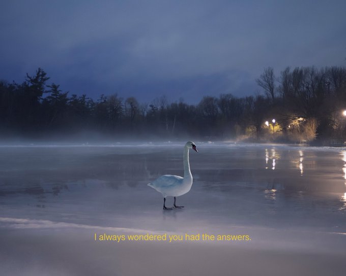 A white swan stands on a misty, partially frozen lake at dusk with city lights reflecting in the background, accompanied by the caption 'I always wondered you had the answers.'