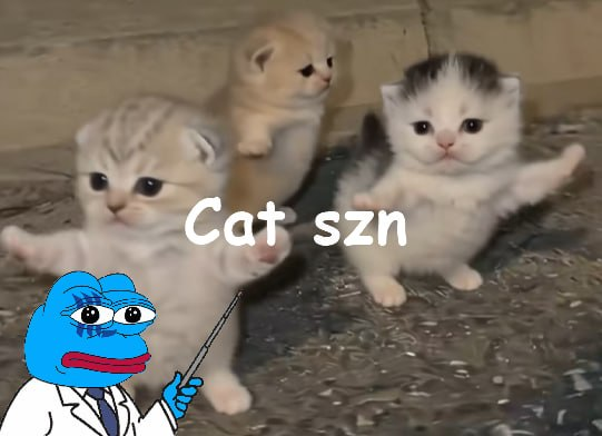 The image displays the phrase "Cat szn" written across three adorable kittens, humorously highlighting the recent surge in cat-themed meme coins like $BaseCat, $MARTIANS, and $PURR across multiple blockchains including Base, Robinhood, HyperEVM, Ethereum, BSC, Ink, and Solana over the past 72 hours.
