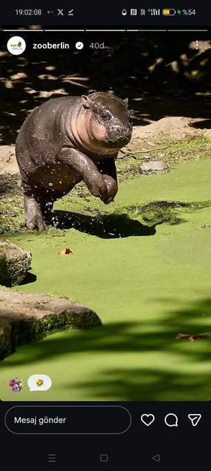 A screenshot of an Instagram story from 'zooberlin' showing a hippopotamus running and splashing through bright green algae-covered water in a zoo enclosure.