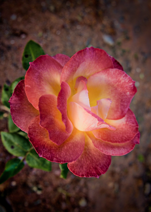 Close-up photograph of a vibrant pink and yellow rose in full bloom against a blurred earthy background.