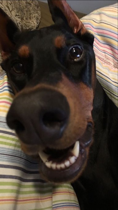 A close-up photo of a Doberman Pinscher dog with its teeth bared in what appears to be a smile, lying on a striped pillow.