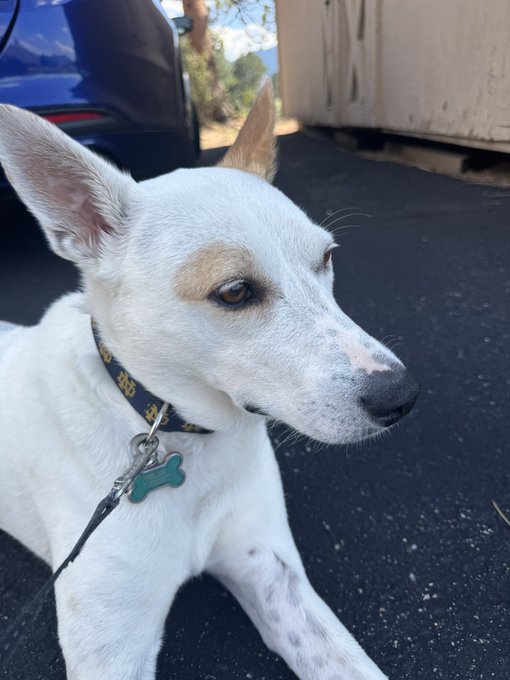 A close-up of a white and tan dog with large ears wearing a bone-shaped ID tag, looking off to the side.