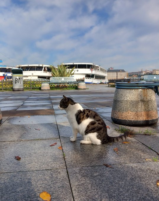 A black and white cat sits on a stone walkway near a waterfront, looking away from a passing ferry boat.
