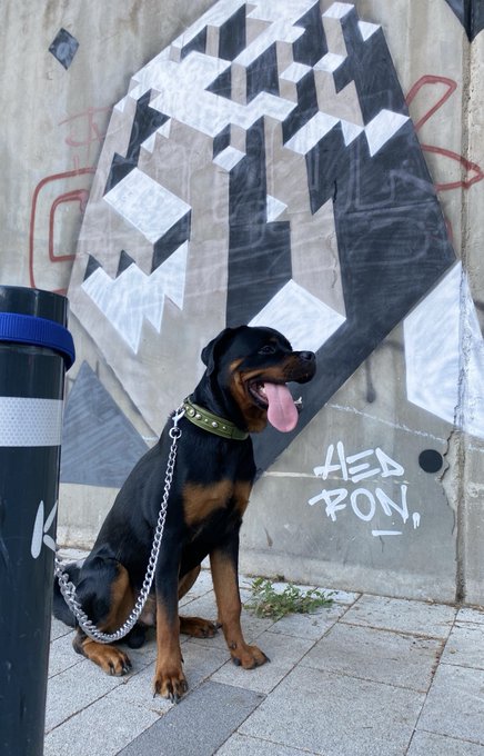 A Doberman dog with a chain collar sits panting on a paved sidewalk in front of a concrete wall decorated with geometric graffiti art and the tag 'AED PON'.