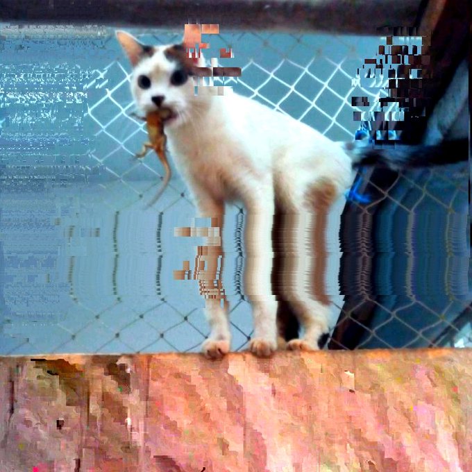 A white and tan cat stands on a ledge holding something in its mouth, viewed through a chain-link fence in a pixelated, glitchy image.