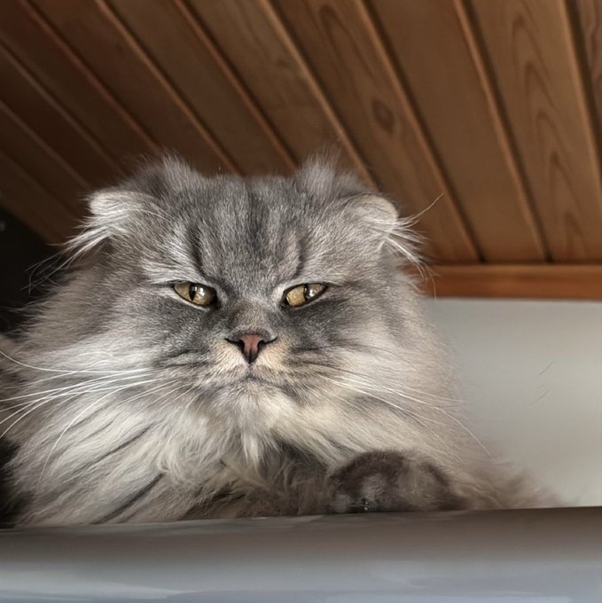 A fluffy gray Persian cat gazes directly at the camera with piercing amber eyes, resting on a white surface beneath a wood-paneled ceiling. The serene, regal feline embodies a calm "gm" (good morning) vibe, as if greeting the day with quiet dignity.