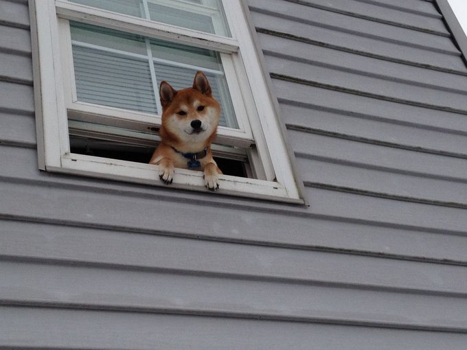 A Shiba Inu dog with a blue collar peers out from a second-story window of a gray-sided house, resting its paws on the window frame.