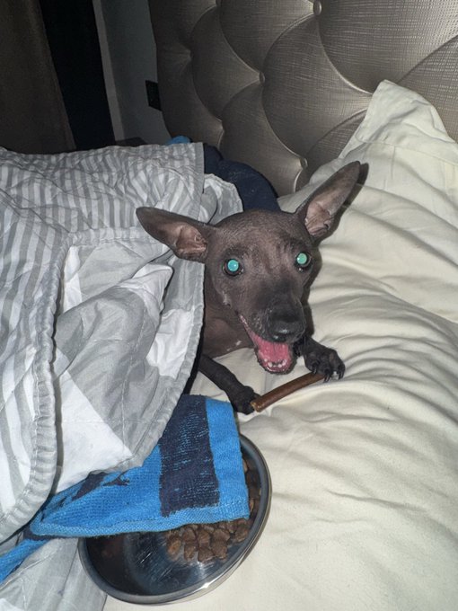 A dark-colored dog with bright green eyes resting on a bed, with a food bowl and treat in front of it.