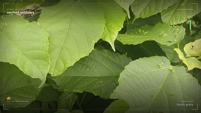 A close-up view of large green leaves, possibly in a jungle or forest setting. The image has an overlay with text including 'verified outdoors', 'CURRENT STREAM DAY 1', and 'CERTIFIED BY touch grass'.
