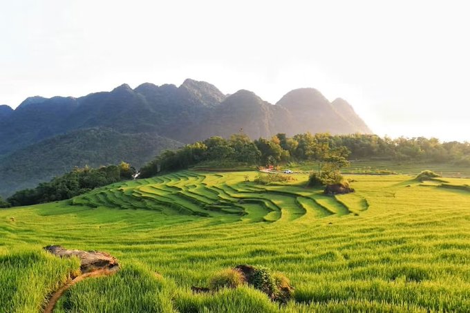 A scenic landscape of lush green terraced rice fields in the foreground with forested mountains in the background under a bright, hazy sky.