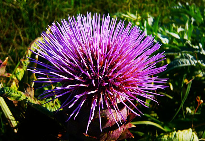 A vibrant close-up photograph of a purple thistle or artichoke flower with spiky petals blooming against a green natural background.