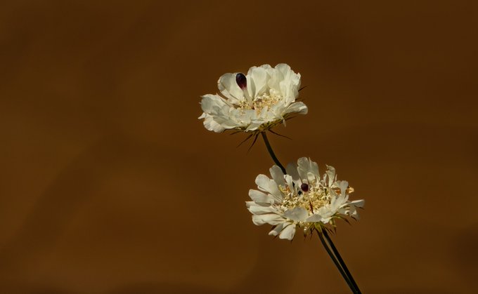 Two white flowers with yellow centers are shown in close-up against a dark, warm brown background.