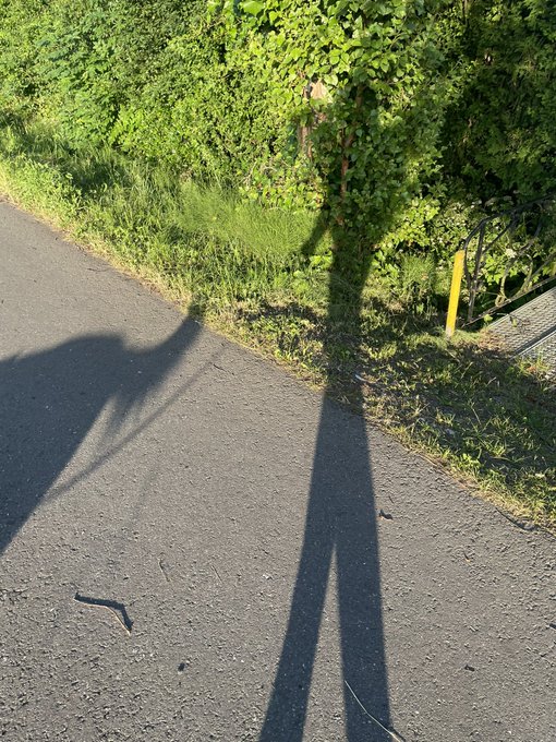 Long shadows of two people stretch across a paved path beside lush green foliage, capturing the essence of a leisurely walk in nature.

The image connects to the post "Take a Walk on the Wild Side" by showing the simple, sun-drenched moment of walking together along a path bordered by wild greenery.