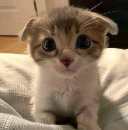 An adorable Scottish Fold kitten with folded ears and large dark eyes sitting on a white blanket.