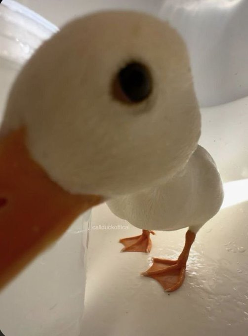 A close-up photo of a white duck with orange feet standing in what appears to be a bathtub, looking directly at the camera with a watermark 'caliduckottical'.