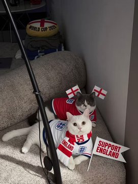 Two cats dressed in England soccer jerseys and flags pose on a chair, with a "SUPPORT ENGLAND" sign and a "WORLD CUP 2026" cushion visible in the background.