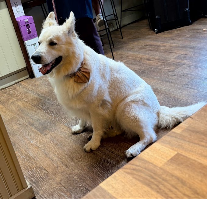 A friendly white Swiss Shepherd-type dog wearing a tan bow tie sits on a wooden floor in what appears to be a cafe.