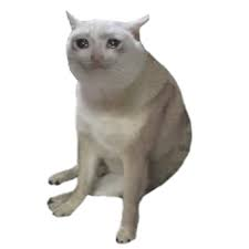A light-colored cat with a slightly squinting expression sits against a white background, likely representing the "CashCat" meme referenced in the post. The image humorously illustrates the speculative post asking which cryptocurrency—$CASHCAT or $ANSEM—will be the first to reach a 500 million market cap.