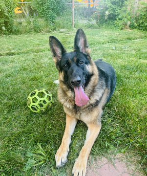A German Shepherd dog lies on green grass with its tongue hanging out, next to a bright green perforated ball, appearing happy and relaxed in an outdoor setting.