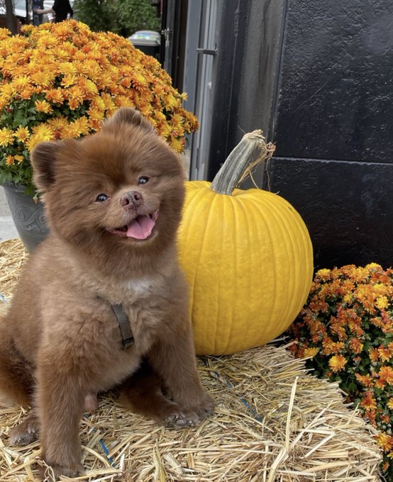 An adorable brown fluffy puppy sits on hay with its tongue out, next to a large yellow pumpkin and orange mums in an autumn-themed setup.