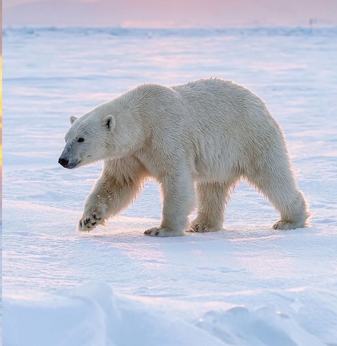 A polar bear walks across a vast expanse of snow and ice in an Arctic landscape.