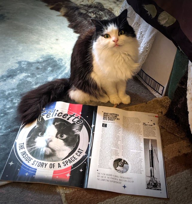 A black and white long-haired cat sits next to an open book titled "Félicette: The Inside Story of a Space Cat," which features the same cat on its cover.