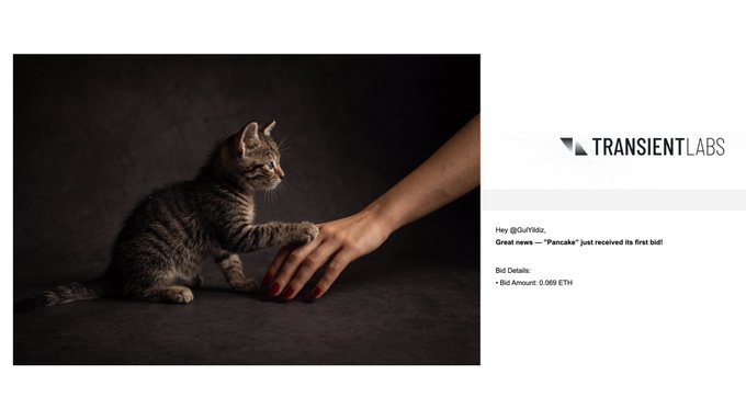 A split image shows a kitten touching a human hand on the left and a message on the right from 'TRANSIENTLABS' stating 'Hey @QuyY6z, Great news — "Pancake" just received its first bid! Bid Details: - Bid Amount: 0.069 ETH'.