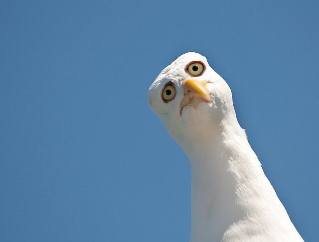 A close-up photo of a white seagull with yellow eyes and a yellow beak, tilting its head with a curious expression against a clear blue sky.
