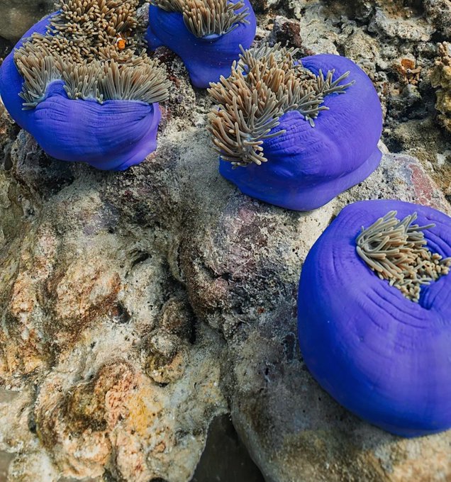 A close-up underwater image of vibrant purple sea anemones attached to coral, with their tentacles extended against a textured reef surface.