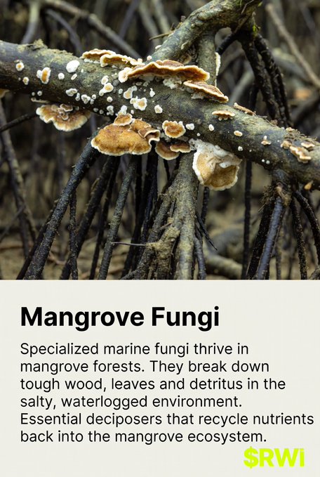 An informational graphic showing tan bracket fungi growing on mangrove roots, titled "Mangrove Fungi," explaining how these marine fungi decompose wood and recycle nutrients in salty ecosystems.