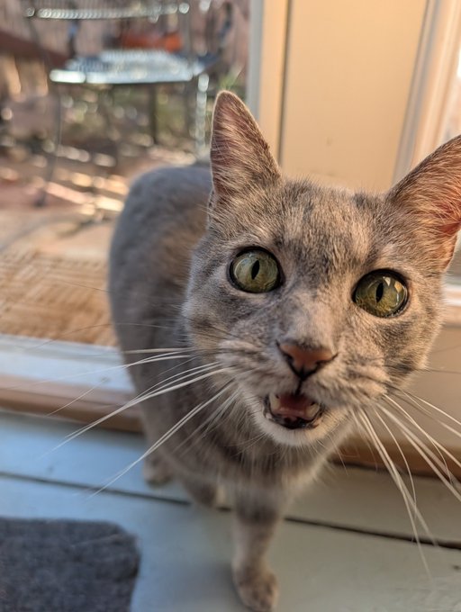 A close-up photo of a gray tabby cat with green eyes looking at the camera with its mouth slightly open, sitting on a windowsill with a sunny outdoor background.