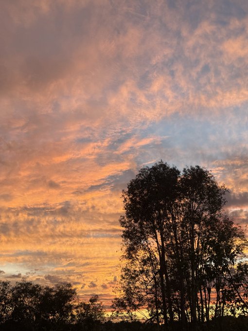 A silhouette of tall trees stands against a dramatic sky filled with pink and orange clouds illuminated by a setting sun.
