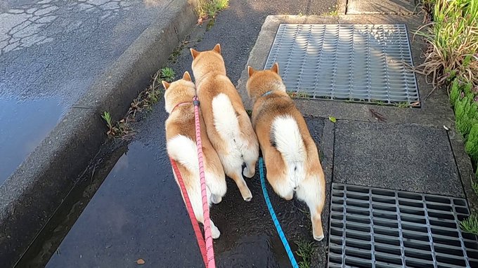 Three chubby Shiba Inus, viewed from behind, are huddled together on leashes (pink and blue) as they peer down at a metal drainage grate on a concrete walkway, seemingly intrigued or stumped by its grated surface—much like the caption suggests with "Shib" investigating the grating.