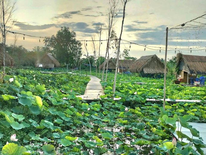 A scenic view of a lotus pond with a wooden boardwalk leading through the lily pads, with thatched-roof huts and string lights in the background at sunset.