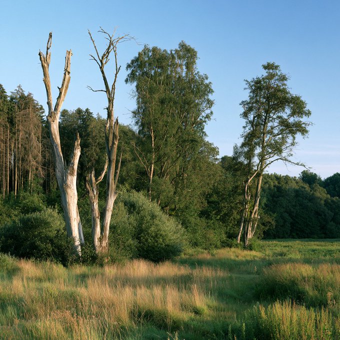 A serene landscape photograph showing tall, partially bare trees standing in a grassy meadow, with a dense forest in the background under a clear blue sky.