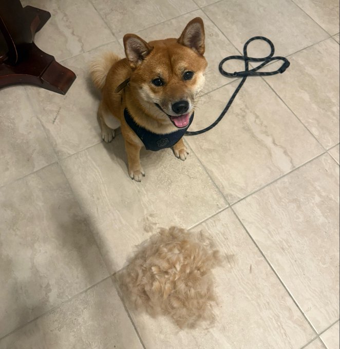 The image features a brown dog sitting on a tiled floor, wearing a black harness with its tongue out as if panting from playing or exercising. There are some white fur pieces scattered around the room, possibly indicating that the dog has been shedding recently. The text in the caption reads "Well it' s shedding season for shibas", which suggests that the dog might be experiencing shedding season and could benefit from a grooming session to keep its coat clean and healthy.

The image also includes some text elements such as "focus on what is in the image" and "and how it relates to the post". These details provide context about the photo, including where it was taken (a tiled room) and possibly the reason for the dog's shedding or its behavior at that moment.