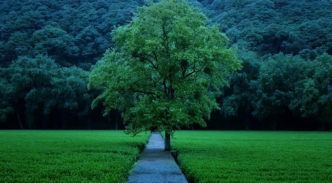 A lone green tree stands centered in a vibrant green field, framed by a dark forested hillside in the background, with a narrow paved path leading up to it.