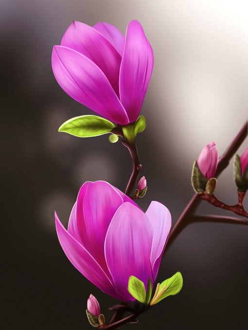 Vibrant pink magnolia blossoms with green buds and leaves are captured on a branch against a softly blurred gray background.